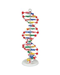 DNA model