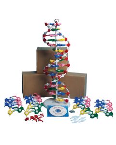 DNAM01-K4 DNA Model Kit
