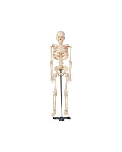 Human Skeleton Model