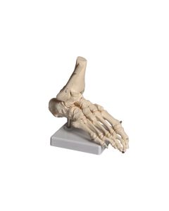 Human Foot Model