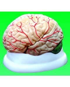 MAHB03 Brain Model