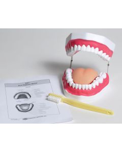 MAOH01 Oral Hygiene Model