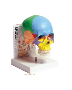 Human Skull Model with Fold-Out Guide