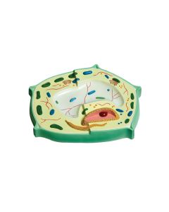 Plant Cell Model
