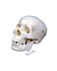 Human Skull Model