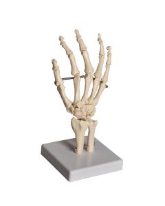 Human Hand Model