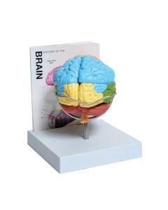 Human Brain Model, 8-Part