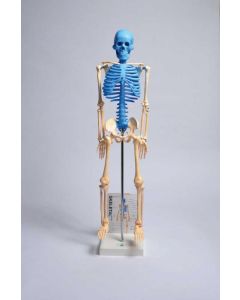 Human Skeleton Model with Fold-Out Guide