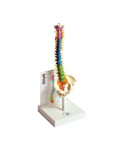 Human Small Spine Model with Fold-Out Guide 