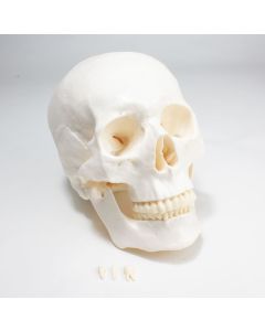 Skull, Plastic