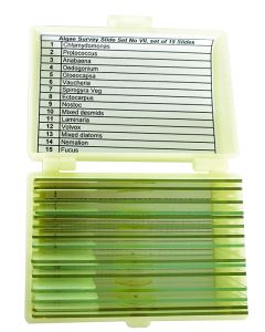 Algae Survey Slide Set of 15